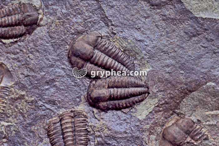 Trilobites (Ellipsocephalus sp.) - gryphea.com